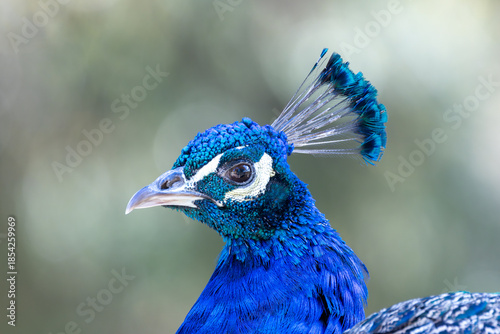 Indian Peafowl (Pavo cristatus), Found in forests and farmland across the Indian Subcontinent