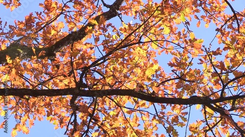 Colorful Autumn leaves on a tree, oak, autumn