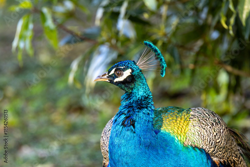 Indian Peafowl (Pavo cristatus), Found in forests and farmland across the Indian Subcontinent