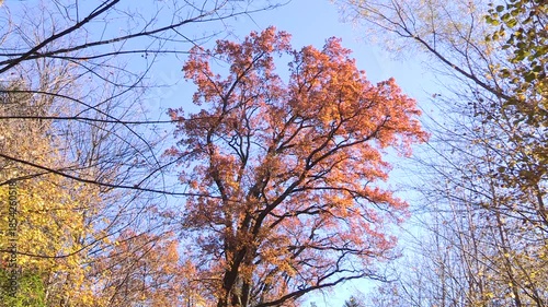 Colorful Autumn leaves on a tree, oak, autumn