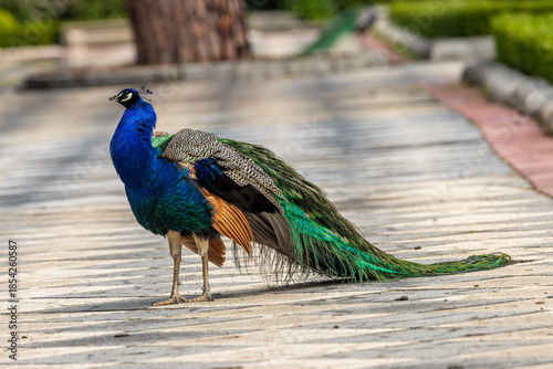 Indian Peafowl (Pavo cristatus), Found in forests and farmland across the Indian Subcontinent