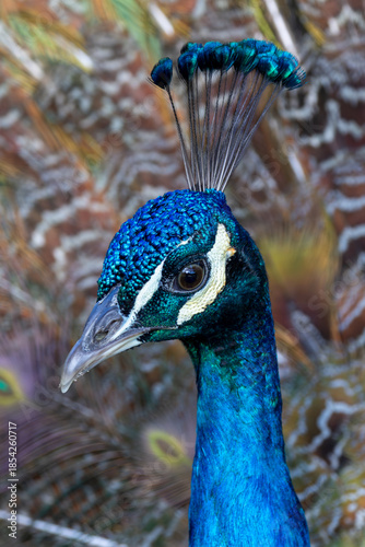 Indian Peafowl (Pavo cristatus), Found in forests and farmland across the Indian Subcontinent