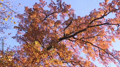Colorful Autumn leaves on a tree, oak, autumn