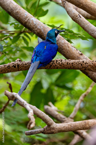 Long-tailed Glossy Starling (Lamprotornis caudatus), Common in woodlands across tropical Africa