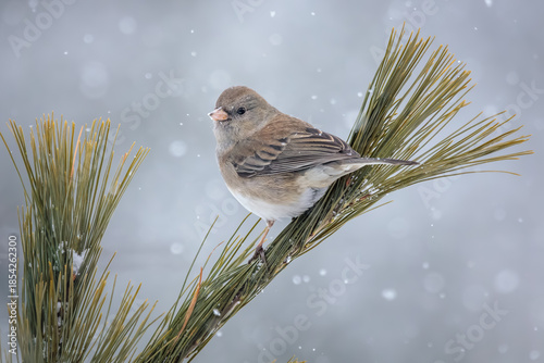 A Dark Eyed Junco pauses on a pine branch with falling snowflakes all around. 
