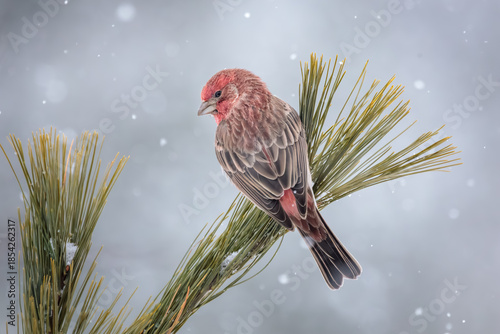 A rosy colored male House Finch pauses on a pine branch with falling snowflakes all around.