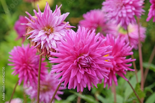 Quadro su tela Purple pink semi cactus Dahlia ‘Purple Gem’ in flower.