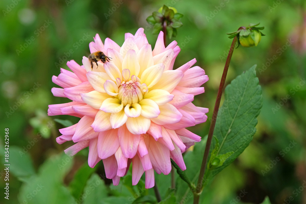 Fototapeta premium Pink and yellow semi cactus dahlia, ‘Bahama Mama’ in flower.