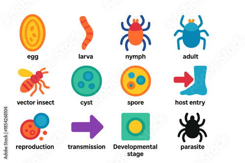 Parasite Life Cycle Icons. Flat vector icons of parasite life cycle elements: egg, larva, nymph, adult parasite, vector insect,
