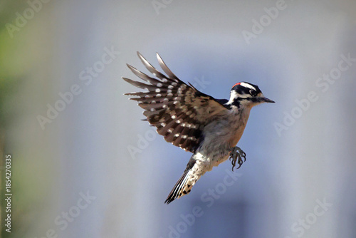 Εκτύπωση καμβά Downy woodpecker inflight against blurry background.