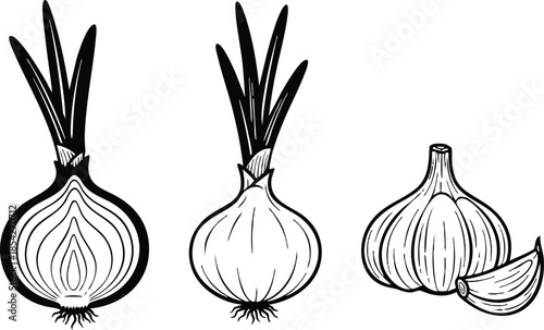Line art botanical onion and garlic set with halved and whole bulbs cloves top view and side view detailed vintage engraving style monochrome kitchen illustration label
