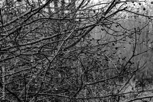 Black and white photograph with the background of a mysterious forest shrouded in winter fog.
