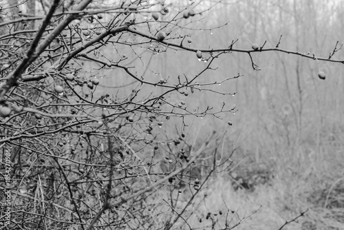 Black and white photograph with the background of a mysterious forest shrouded in winter fog.