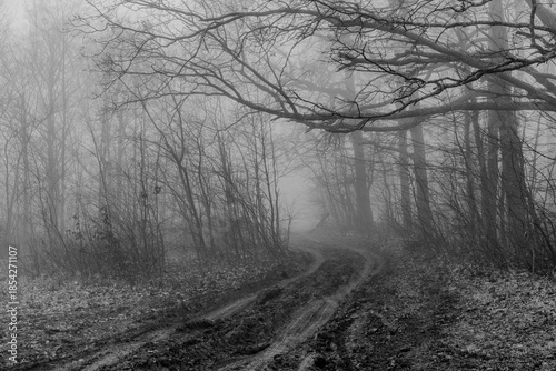 Black and white photograph with the background of a mysterious forest shrouded in winter fog.