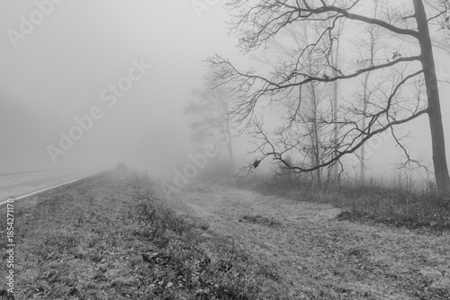 Black and white photograph with the background of a mysterious forest shrouded in winter fog.