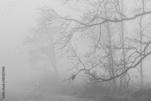 Black and white photograph with the background of a mysterious forest shrouded in winter fog.