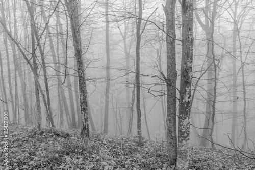 Black and white photograph with the background of a mysterious forest shrouded in winter fog.