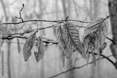 Black and white photograph with the background of a mysterious forest shrouded in winter fog.
