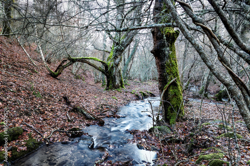 Arroyo en el abedular
