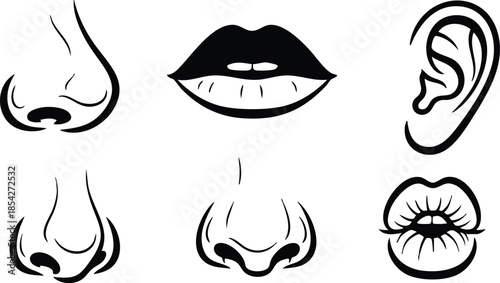 Line art study of multiple facial features close up noses lips and ear arranged in study sheet ink sketch with bold strokes and minimal layout composition