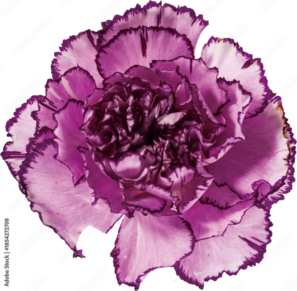 Obraz premium 紫のカーネーション（透過PNG） / Purple Carnation Flower on Transparent Background PNG