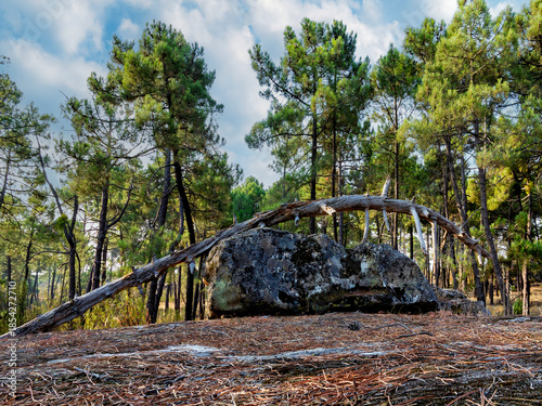 Tronco seco en el pinar