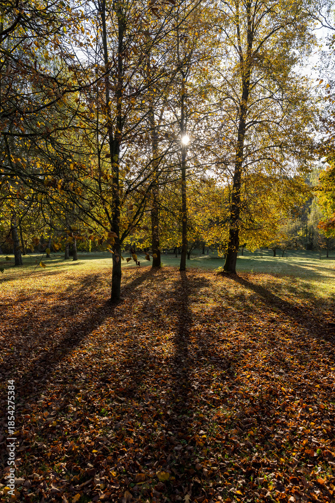 Fototapeta premium Beautiful autumn park with yellow leaves on tall maple trees in sunny weather in the autumn season, beautiful tall yellow maple trees with sunlight illuminating the yellowing trees behind