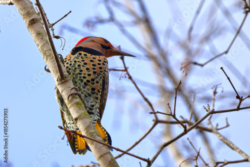 Фотография Northern flicker woodpecker perched in barren tree in winter.