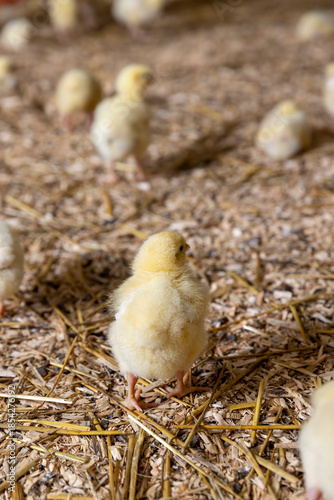 cute fluffy yellow chickens for growing meat breeds, small chickens covered with yellow fluff on sawdust in the poultry farm building, the chickens are about three days old