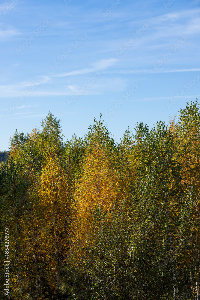 Fototapeta premium colorful foliage of trees, yellow foliage of birch trees in the autumn season before sunset in the evening, beautiful foliage of trees before leaf fall