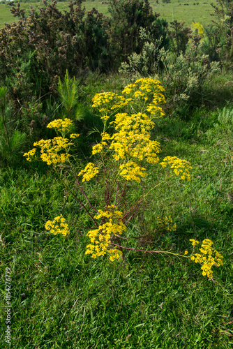 Senecio brasiliensis in bloom, beautiful yellow flowers - Sao Francisco de Paula, South of Brazil