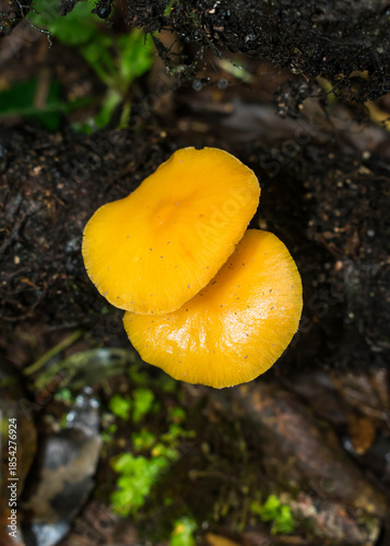 Heimiomyces tenuipes wild mushroom in Sao Francisco de Paula, South of Brazil