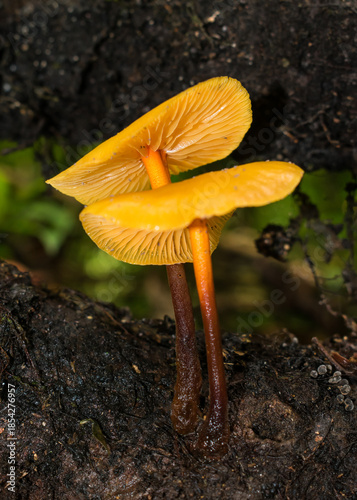 Heimiomyces tenuipes wild mushroom in Sao Francisco de Paula, South of Brazil