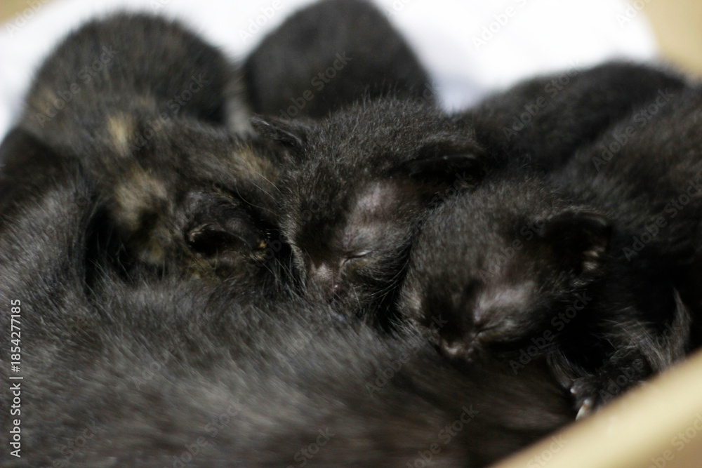 Obraz premium Breastfeeding Kitten