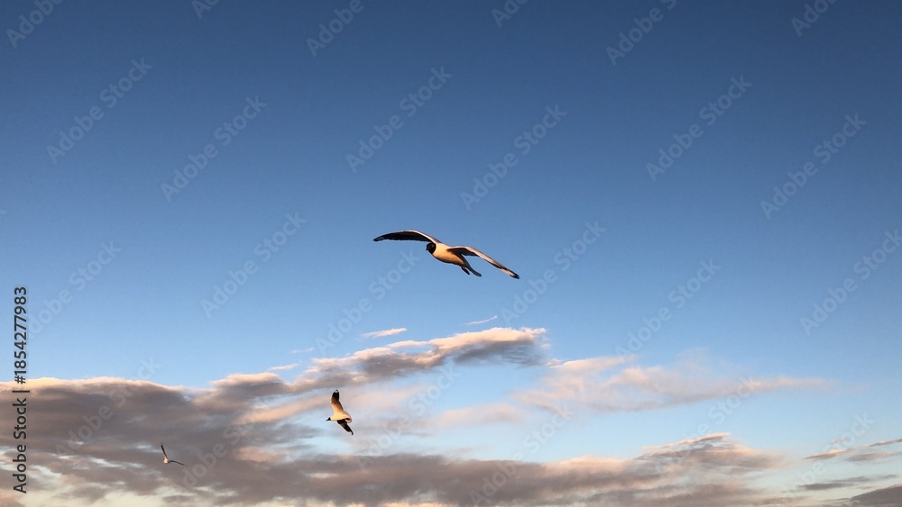 Naklejka premium Aves no deserto do Atacama