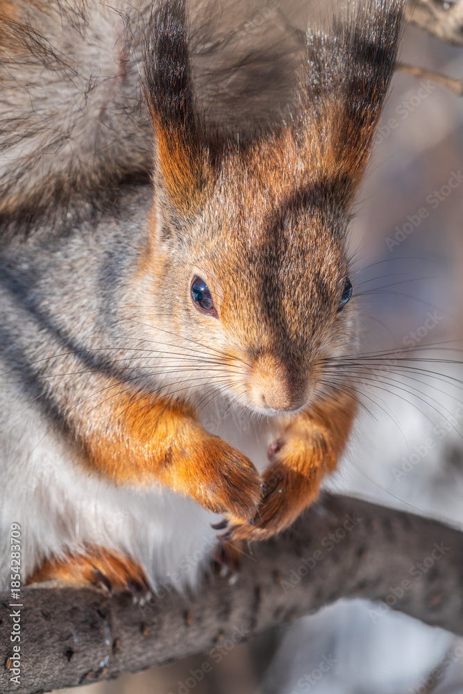 Obraz premium The squirrel sits on a branches without leaves in the winter or autumn