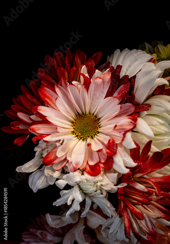 Obraz na plátně Pretty red and white chrysanthemum flowers.