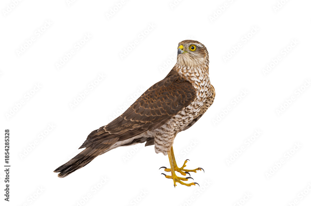 Fototapeta premium sparrowhawk (accipiter nisus) isolated on white background