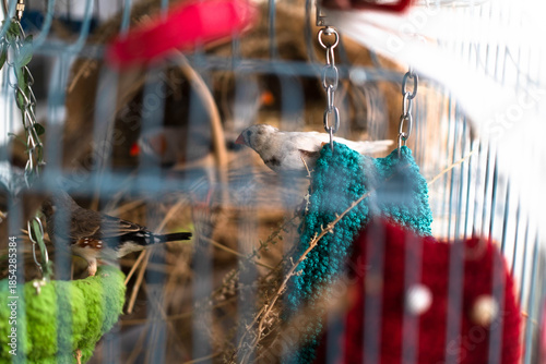 In a lively setting, birds explore their colorful cage filled with soft textures and natural materials. The arrangement showcases a harmonious blend of comfort and style, creating a joyful atmosphere.