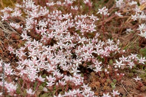 Close up of English stonecrop (sedum anglicum) flowers in bloom