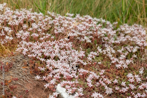 Close up of English stonecrop (sedum anglicum) flowers in bloom
