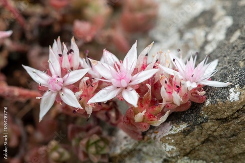 Close up of English stonecrop (sedum anglicum) flowers in bloom