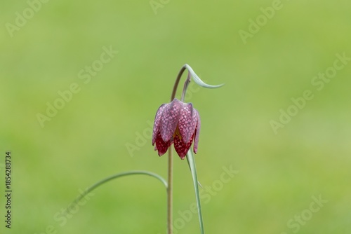 Close up of a purple snakes head fritillary (fritillaria meleagris) flower in bloom