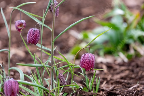 Close up of a purple snakes head fritillary (fritillaria meleagris) flower in bloom