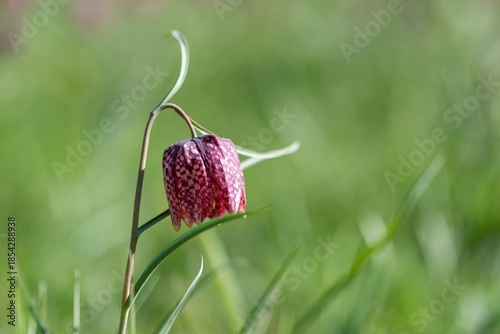 Close up of a purple snakes head fritillary (fritillaria meleagris) flower in bloom