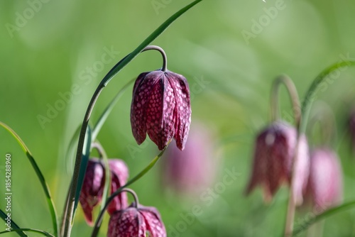 Close up of purple snakes head fritillary (fritillaria meleagris) flowers in bloom
