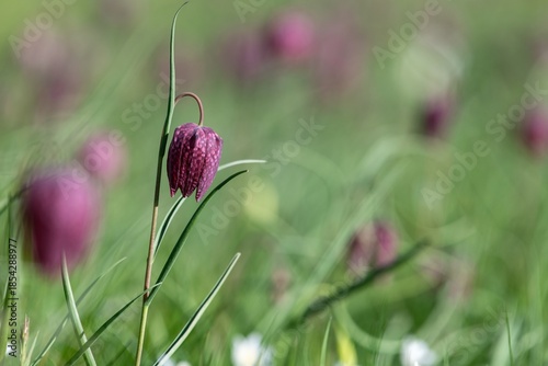 Close up of a purple snakes head fritillary (fritillaria meleagris) flower in bloom