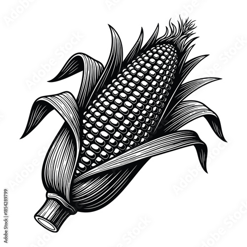 Detailed engraving of a corn cob with husk leaves showcasing a striking silhouette