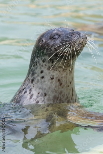 Head shot of a common seal (phoca vitulina) in the water