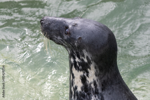 Head shot of a grey seal (halichoerus grypus) in the water